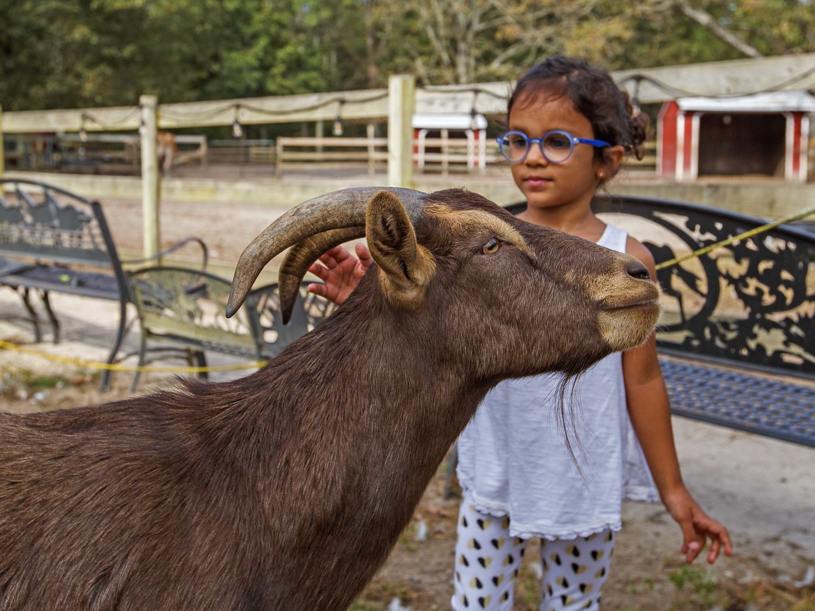 Funny Farm Rescue & Sanctuary
